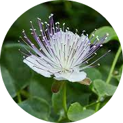 Himsra (Capparis spinosa)